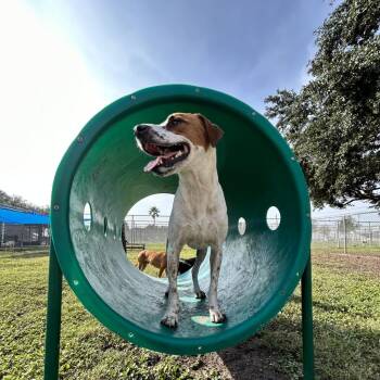 Cindy -  Pointer and Mixed Breed Dog for Adoption in Corpus Christi, Texas - Cindy | PetCurious