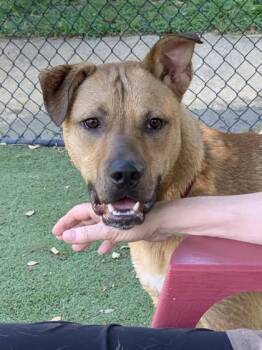 Rescue Retriever and Mixed Breed Dogs for Adoption in Spartanburg, South Carolina - Trevor | PetCurious