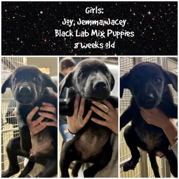 Joy, Jemma, Jacey, Jangles (adopted),Java, Jett -  Black Labrador Retriever Dog for Adoption in Sparta, North Carolina - Joy, Jemma, Jacey, Jangles (adopted),Java, Jett | PetCurious