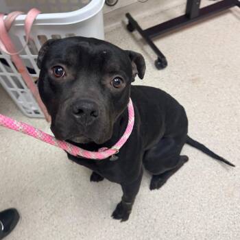 American Staffordshire Terrier Dogs Available for Adoption in Murray, Utah - Otis | PetCurious