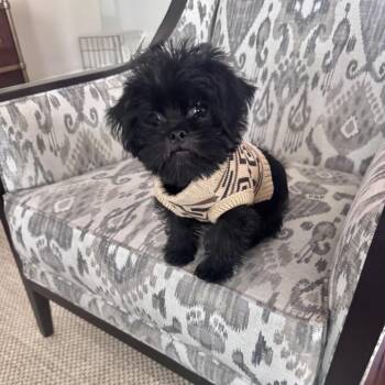 Kung Fu Panda -  Affenpinscher and Shih Tzu Dog for Adoption in Los Angeles, California - Kung Fu Panda | PetCurious