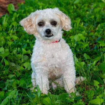 Bichon Frise Dogs Available for Adoption in Troy, Ohio - Oliver | PetCurious