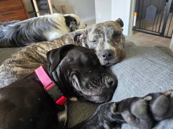 Rescue Cane Corso and Great Dane Dogs for Adoption in Grand Rapids, Michigan - Horse ( Cuddly / Goofy / Super Sweet / Crate Trained ) | PetCurious