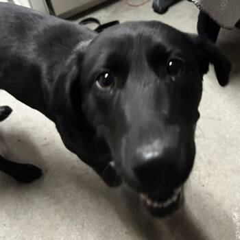 Mixed Breed Dogs Available for Adoption - Ladybird | PetCurious