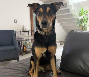 Baxter -  Shepherd Dog for Adoption in Victoria, British Columbia - Baxter | PetCurious