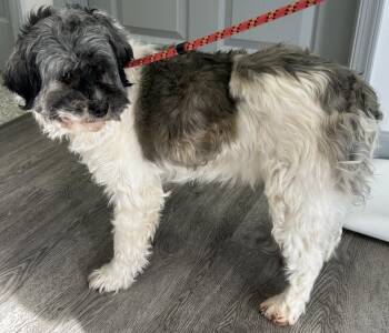 Havanese Dogs Available for Adoption - Princess | PetCurious