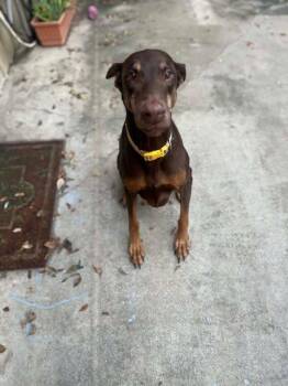 Rescue Doberman Pinscher Dogs for Adoption in VERNON ROCKVL, Connecticut - Lola | PetCurious