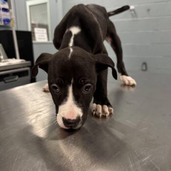 Mixed Breed Dogs Available for Adoption - Mittens | PetCurious