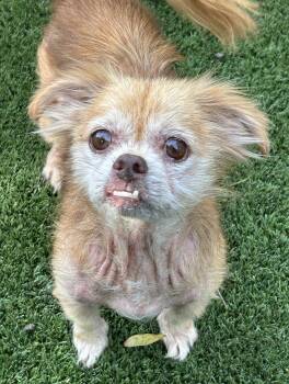 Bailey -  Fox Terrier and Chihuahua Dog for Adoption in Sarasota, Florida - Bailey | PetCurious
