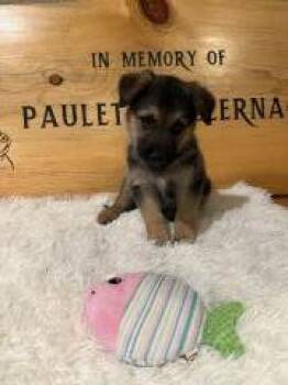 #4 Reflective Blue -  Mixed Breed Dog for Adoption in Hot Springs, South Dakota - #4 Reflective Blue | PetCurious