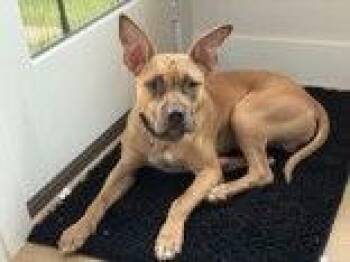 Augi -  Shepherd Dog for Adoption in Denton, Texas - Augi | PetCurious