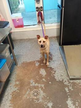 Chester -  Pit Bull Terrier Dog for Adoption in Mobile, Alabama - Chester | PetCurious