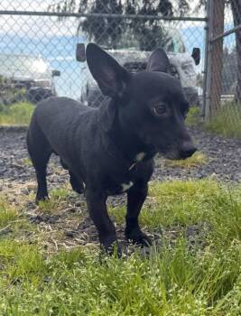 Dachshund Dogs Available for Adoption in St. Helens, Oregon - Kimo | PetCurious