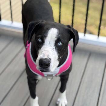 Mixed Breed Dogs Available for Adoption in Jackson, Missouri - Fable | PetCurious