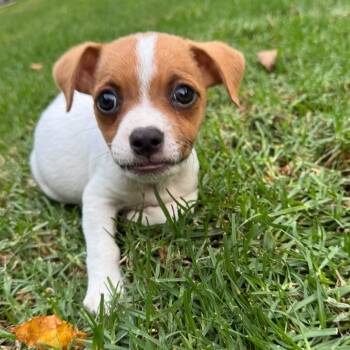 Rescue Chihuahua Dogs for Adoption in Los Angeles, California - Gustave | PetCurious