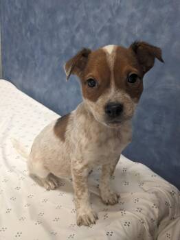 Rescue Australian Cattle Dog Blue Heeler Dogs for Adoption in Ridgway, Colorado - Chestnut | PetCurious