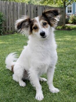 Papillon Dogs Available for Adoption - Finn | PetCurious