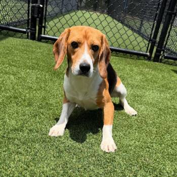 Dave aka RQJ4 5778 -  Beagle Dog for Adoption in Loxahatchee Groves, Florida - Dave Aka RQJ4 5778 | PetCurious