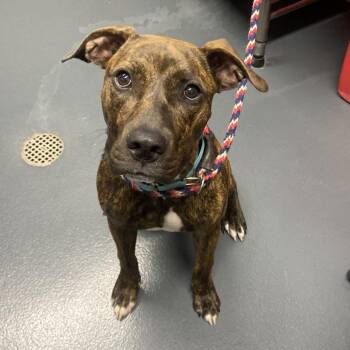 Sniffany -  Mixed Breed Dog for Adoption in Allentown, Pennsylvania - Sniffany | PetCurious