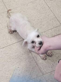 Pixie -  Maltipoo Dog for Adoption in Baker, Louisiana - Pixie | PetCurious