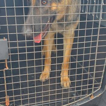 BRAZ-Stray-138311 -  Mixed Breed Dog for Adoption in Lake Jackson, Texas - BRAZ-Stray-138311 | PetCurious
