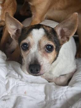 Rescue Chihuahua Dogs for Adoption in Philadelphia, Pennsylvania - Pearl | PetCurious