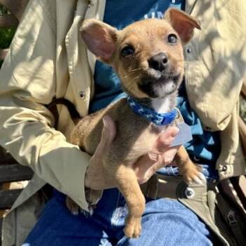 Chihuahua Dogs Available for Adoption in Roseburg, Oregon - Bean  | PetCurious