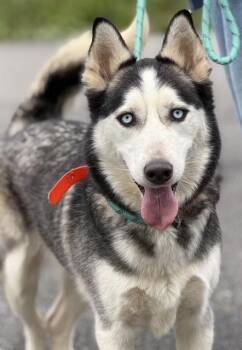 Siberian Husky Dogs Available for Adoption in Canfield, Ohio - RUFUS | PetCurious