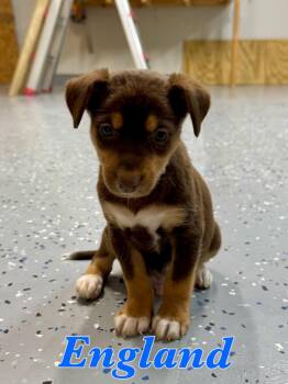 England -  Mixed Breed and German Shepherd Dog Dog for Adoption in Elizabeth, Colorado - England | PetCurious