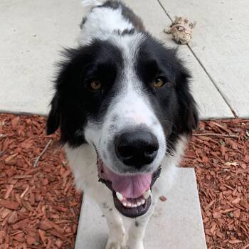 Tank -  Great Pyrenees Dog for Adoption in Krum, Texas - Tank | PetCurious