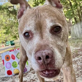 Rescue Pit Bull Terrier Dogs for Adoption in Newark, New Jersey - Ruger | PetCurious