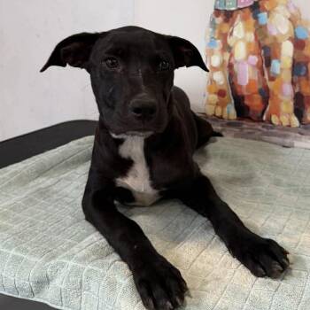 Labrador Retriever and Boxer Dogs Available for Adoption in Carmel Hamlet, New York - Roxy | PetCurious