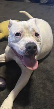 DANDELION -  American Staffordshire Terrier Dog for Adoption in New York, New York - DANDELION | PetCurious