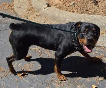 Rottweiler Dogs Available for Adoption in Lawrenceville, Georgia - Pen 131 | PetCurious