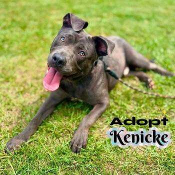 Kenicke -  Pit Bull Terrier Dog for Adoption in Philadelphia, Pennsylvania - Kenicke | PetCurious