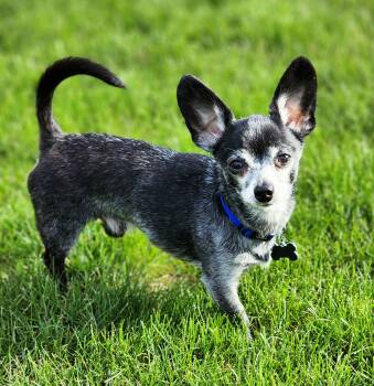 Chihuahua Dogs Available for Adoption in Lisbon, Iowa - Sox | PetCurious