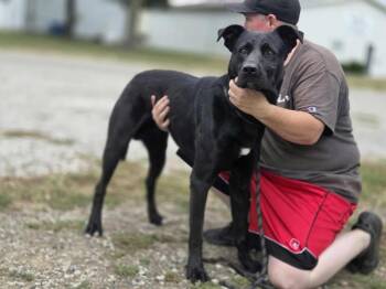 Moses -  Black Labrador Retriever Dog Available for Adoption in Olney, Illinois - Moses | PetCurious