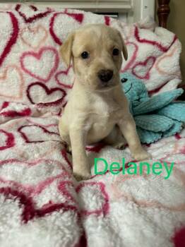 Labrador Retriever Dogs Available for Adoption in Pomfret, Connecticut - DELANEY | PetCurious