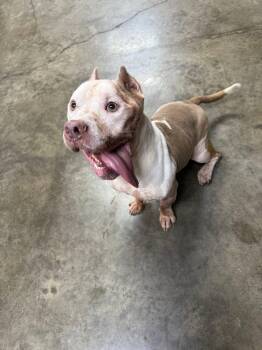 Rescue Pit Bull Terrier Dogs for Adoption in Indianapolis, Indiana - Papa | PetCurious