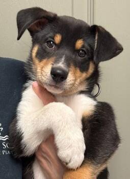 Labrador Retriever and Australian Cattle Dog Blue Heeler Dogs Available for Adoption - Pip | PetCurious