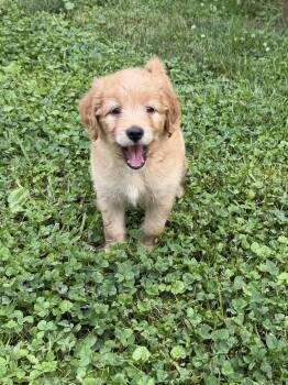 Robin -  Spaniel and Terrier Dog for Adoption in Berlin, New Jersey - Robin | PetCurious