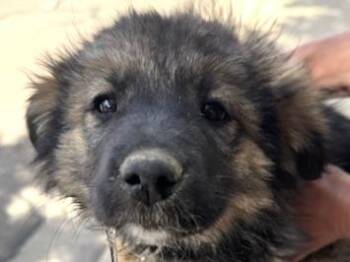 Wookie -  Border Collie and Norwegian Elkhound Dog for Adoption in San Luis, Colorado - Wookie | PetCurious