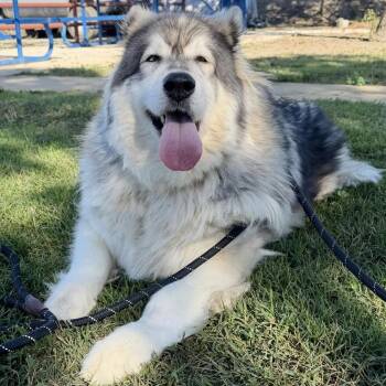 Rescue Husky Dogs for Adoption in Sonoma, California - Paris Hilton | PetCurious