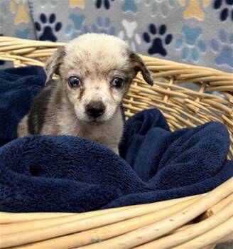 VOLVO -  Australian Shepherd Dog for Adoption in Rosenberg, Texas - VOLVO | PetCurious