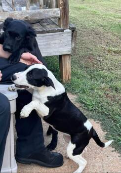 BG -  Labrador Retriever Dog for Adoption in Milton, Georgia - BG | PetCurious