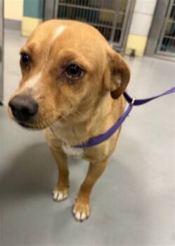 Georgie -  Chihuahua Dog for Adoption in Las Vegas, Nevada - Georgie | PetCurious