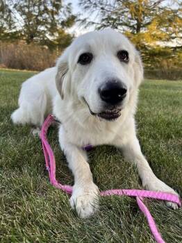 Rescue Great Pyrenees Dogs for Adoption in Manhattan, Illinois - Cersei | PetCurious
