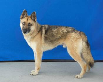 AXEL -  German Shepherd Dog Dog for Adoption in Pasadena, California - AXEL | PetCurious