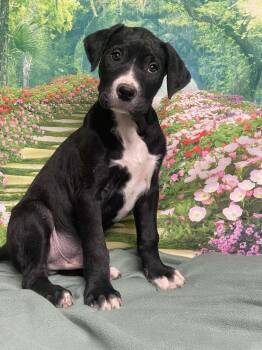 American Staffordshire Terrier Dogs Available for Adoption - Meringue | PetCurious