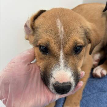 Iris -  Cattle Dog and Mixed Breed Dog for Adoption in Taos, New Mexico - Iris | PetCurious